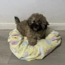 Mixed Breed