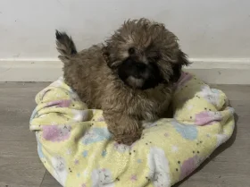Mixed Breed