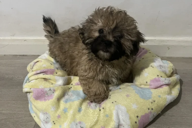 Mixed Breed