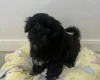 Mixed Breed