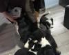 Welsh Collie