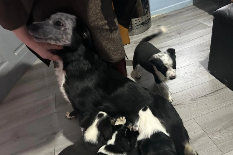 Welsh Collie