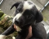 Welsh Collie