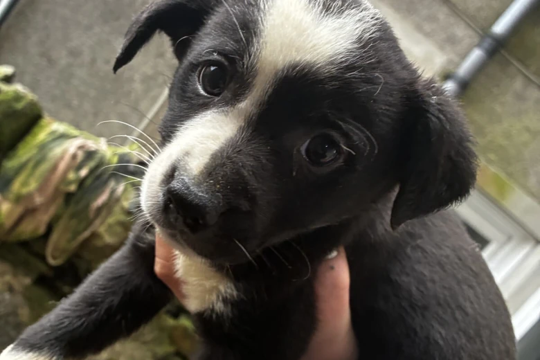 Welsh Collie