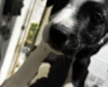Welsh Collie