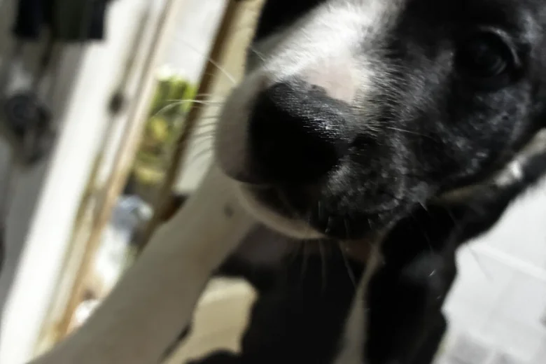 Welsh Collie
