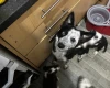 Welsh Collie