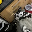 Welsh Collie