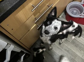 Welsh Collie