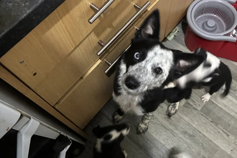 Welsh Collie