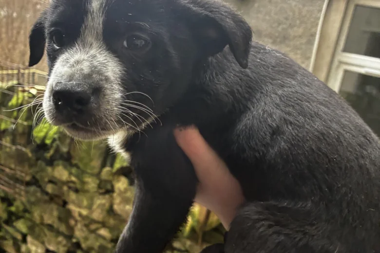 Welsh Collie