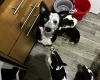 Welsh Collie