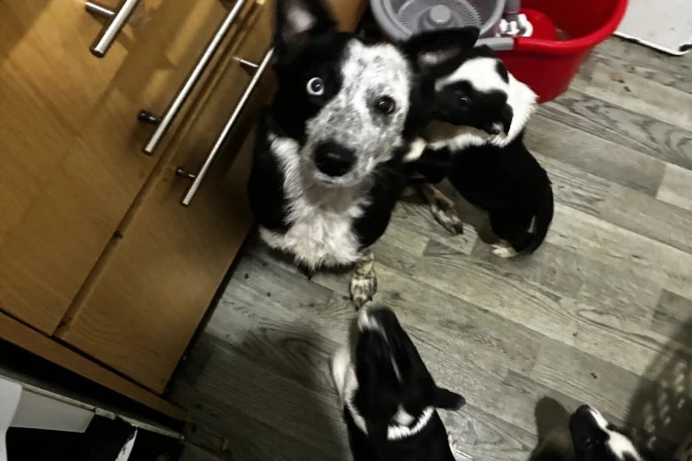 Welsh Collie