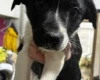 Welsh Collie