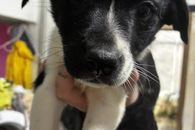 Welsh Collie