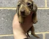 Dachshund (Miniature Smooth Haired)