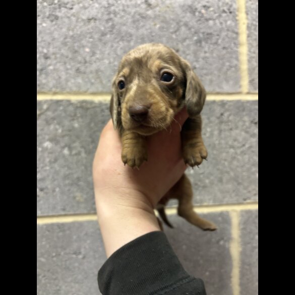 Dachshund (Miniature Smooth Haired)