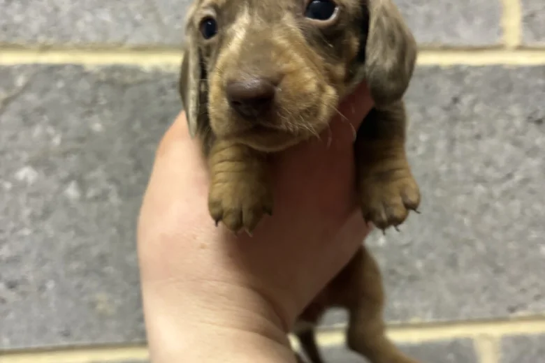 Dachshund (Miniature Smooth Haired)