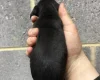 Dachshund (Miniature Smooth Haired)