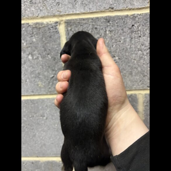 Dachshund (Miniature Smooth Haired)