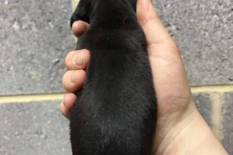 Dachshund (Miniature Smooth Haired)