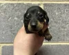 Dachshund (Miniature Smooth Haired)