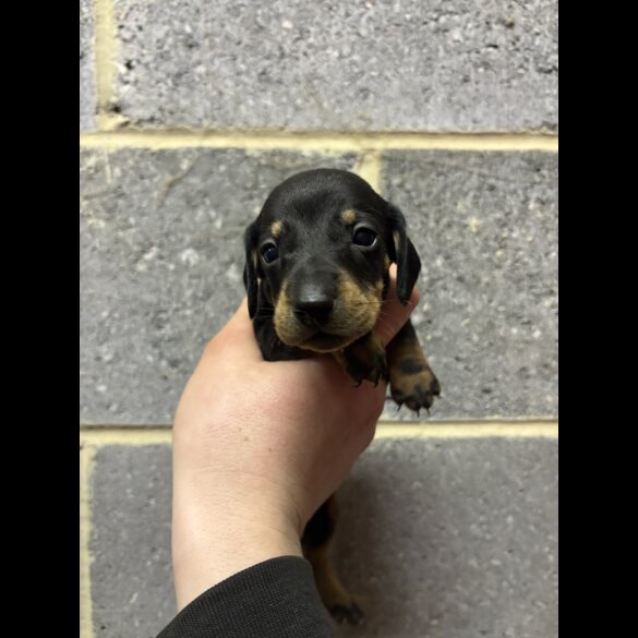 Dachshund (Miniature Smooth Haired)