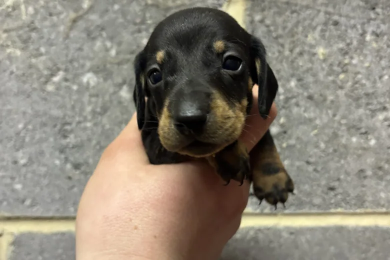 Dachshund (Miniature Smooth Haired)