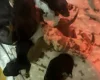 Dachshund (Miniature Smooth Haired)