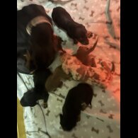 Dachshund (Miniature Smooth Haired)