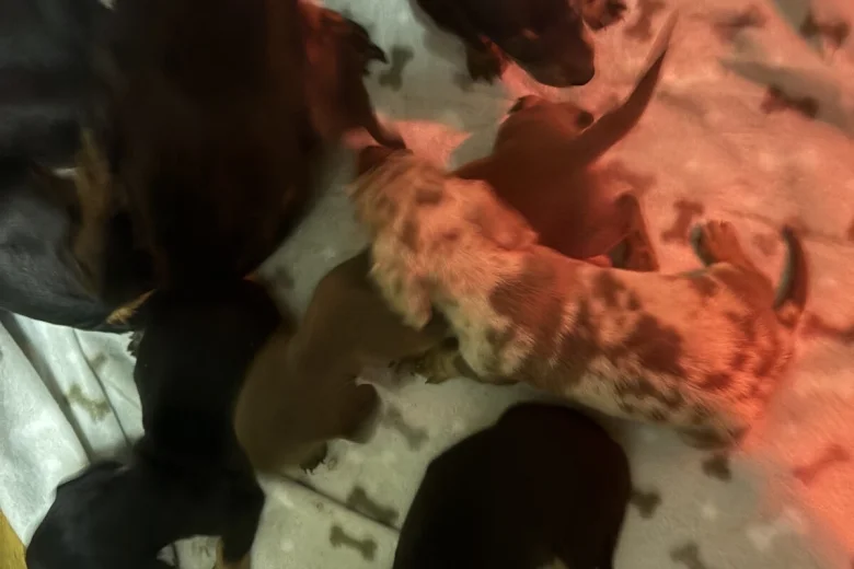Dachshund (Miniature Smooth Haired)