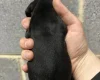 Dachshund (Miniature Smooth Haired)