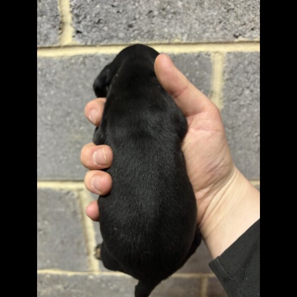 Dachshund (Miniature Smooth Haired)