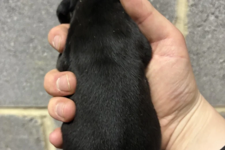 Dachshund (Miniature Smooth Haired)