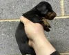 Dachshund (Miniature Smooth Haired)