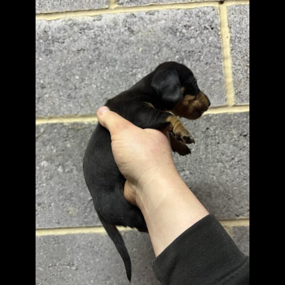 Dachshund (Miniature Smooth Haired)
