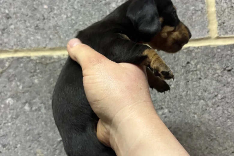 Dachshund (Miniature Smooth Haired)