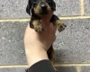 Dachshund (Miniature Smooth Haired)