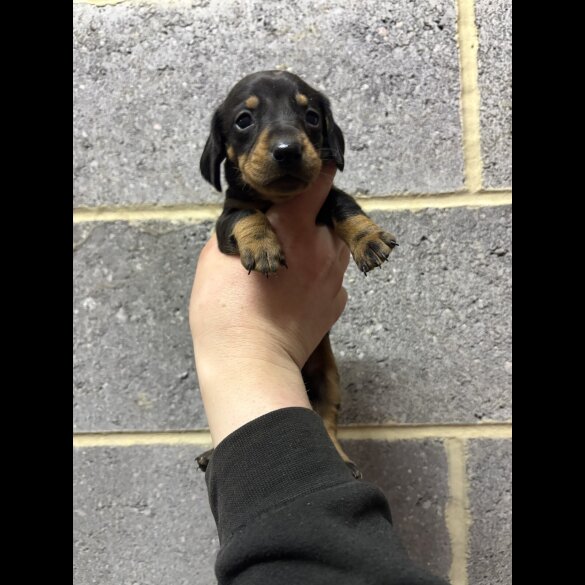 Dachshund (Miniature Smooth Haired)
