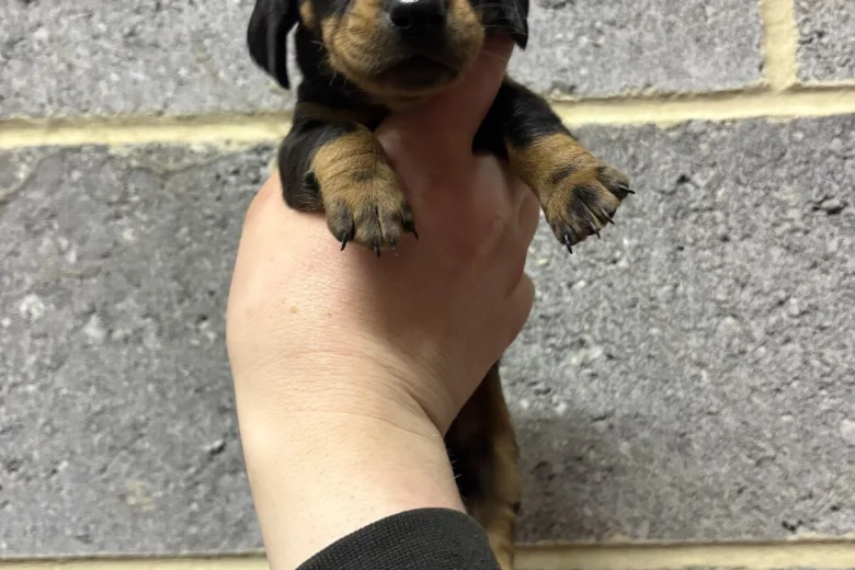 Dachshund (Miniature Smooth Haired)
