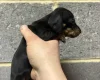 Dachshund (Miniature Smooth Haired)