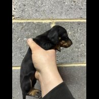 Dachshund (Miniature Smooth Haired)