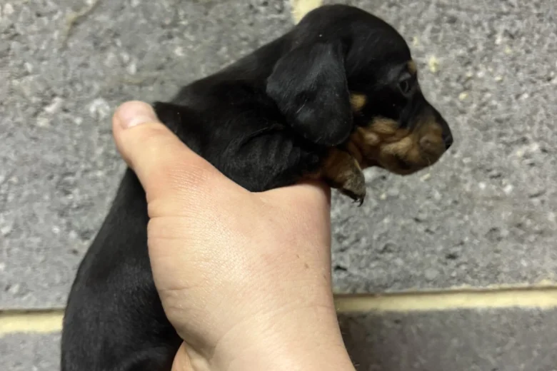 Dachshund (Miniature Smooth Haired)