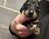 Dachshund (Miniature Smooth Haired)