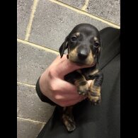 Dachshund (Miniature Smooth Haired)