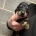 Dachshund (Miniature Smooth Haired)
