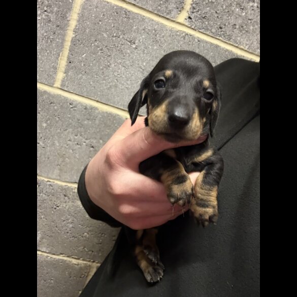 Dachshund (Miniature Smooth Haired)