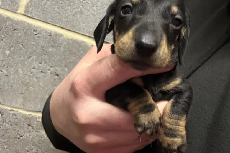 Dachshund (Miniature Smooth Haired)