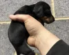 Dachshund (Miniature Smooth Haired)