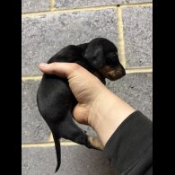 Dachshund (Miniature Smooth Haired)